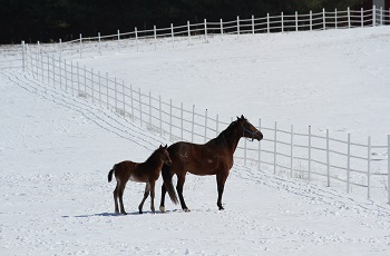 Mare and Foal In Snow